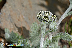 Zwerg-Schafgarbe (Achillea nana) (C173175) Zwerg-Schafgarbe (Achillea nana) (C173175)
