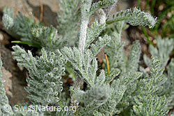 Zwerg-Schafgarbe (Achillea nana) (C173176) Zwerg-Schafgarbe (Achillea nana) (C173176)