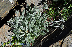 Zwerg-Schafgarbe (Achillea nana) (C173178) Zwerg-Schafgarbe (Achillea nana) (C173178)