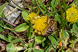 Italienische Biene (Apis mellifera ligustica) an Braun-Klee (Trifolium badium) (C173191) Italienische Biene (Apis mellifera ligustica) an Braun-Klee (Trifolium badium) (C173191)
