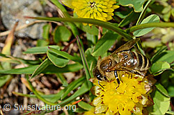 Italienische Biene (Apis mellifera ligustica) an Braun-Klee (Trifolium badium) (C173194) Italienische Biene (Apis mellifera ligustica) an Braun-Klee (Trifolium badium) (C173194)