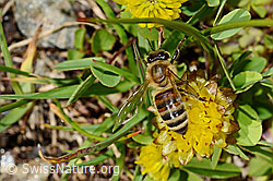 Italienische Biene (Apis mellifera ligustica) an Alpen-Hornklee (Lotus alpinus)