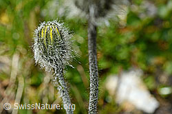 Grauzottiges Habichtskraut (Hieracium piliferum) (08.2020, C173208)