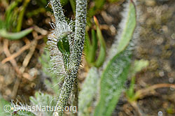 Photo: Grauzottiges Habichtskraut (Hieracium piliferum)
