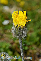 Grauzottiges Habichtskraut (Hieracium piliferum) (08.2020, C173211)