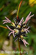 Jacquins Binse (Juncus jacquinii) (08.2020, C173214)