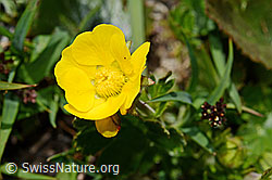 Gemeine Berg-Nelkenwurz (Geum montanum) (08.2020, C173218)