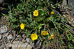 Gemeine Berg-Nelkenwurz (Geum montanum) (08.2020, C173223)