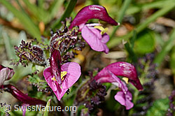 Kerners Läusekraut (Pedicularis kerneri) (08.2020, C173231)