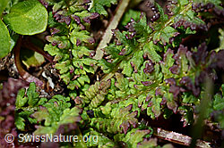 Kerners Läusekraut (Pedicularis kerneri) (08.2020, C173232)