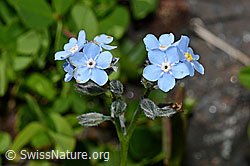 Alpen-Vergissmeinnicht (Myosotis alpestris) (C173234)