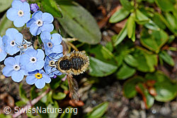 Bombylius semifuscus (Wollschweber) an Alpen-Vergissmeinnicht (Myosotis alpestris) (08.2020, C173242)