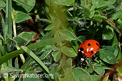 Siebenpunkt-Marienkäfer (Coccinella septempunctata) (C173267) Siebenpunkt-Marienkäfer (Coccinella septempunctata) (C173267)
