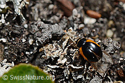 Coccinella venusta (Marienkäfer) (08.2020, C173269)