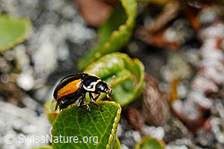 Coccinella venusta (Marienkäfer) (08.2020, C173270)