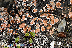 Rotschuppe (Psora decipiens) (08.2020, C173274)