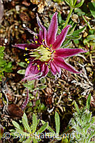 Berg-Hauswurz (Sempervivum montanum) (08.2020, C173275)