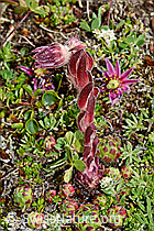 Berg-Hauswurz (Sempervivum montanum) (08.2020, C173277)