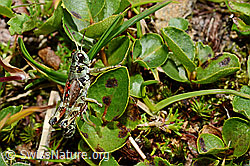 Nordische Gebirgsschrecke (Bohemanella frigida) (08.2020, C173282)
