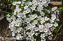 Alpen-Mannsschild (Androsace alpina) (C173291)