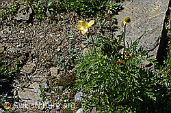 Schwefel-Anemone (Pulsatilla alpina subsp. apiifolia) (08.2020, C173294)