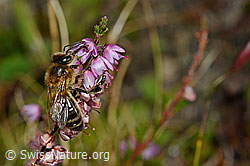 Honigbiene (Apis mellifera) an Besenheide (Calluna vulgaris) (C176089) Honigbiene (Apis mellifera) an Besenheide (Calluna vulgaris) (C176089)