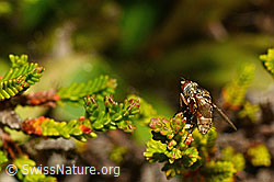 Siphona geniculata (C176100)