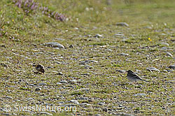 Foto: Junger Distelfink (Carduelis carduelis) und junge Bachstelze (Motacilla alba)