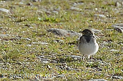 Junge Bachstelze (Motacilla alba) (28.08.2020, C176115)