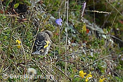 Foto: Distelfink (Carduelis carduelis)