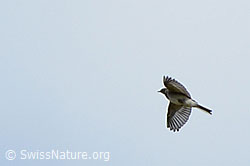 Junge Bachstelze (Motacilla alba) (28.08.2020, C176161)