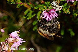 Ackerhummel (Bombus pascuorum) an Besenheide (Calluna vulgaris) (C176176) Ackerhummel (Bombus pascuorum) an Besenheide (Calluna vulgaris) (C176176)