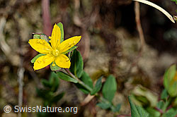 Geflecktes Johanniskraut (Hypericum maculatum) (C176179)