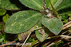 Langhaariges Habichtskraut (Hieracium pilosella) (C176190)