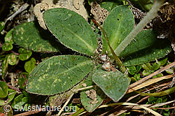 Langhaariges Habichtskraut (Hieracium pilosella) (C176191)