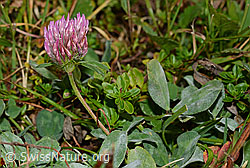 Rot-Klee (Trifolium pratense) (C176210) Rot-Klee (Trifolium pratense) (C176210)