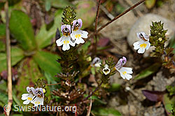 Gebräuchlicher Augentrost (Euphrasia rostkoviana) (28.08.2020, C176229)