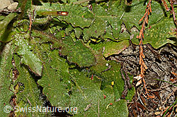 Wiesen-Ferkelkraut (Hypochaeris radicata) (28.08.2020, C176246)
