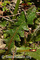 Wiesen-Ferkelkraut (Hypochaeris radicata) (C176247) Wiesen-Ferkelkraut (Hypochaeris radicata) (C176247)