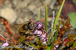 Honigbiene (Apis mellifera) an Besenheide (Calluna vulgaris) (C176288) Honigbiene (Apis mellifera) an Besenheide (Calluna vulgaris) (C176288)