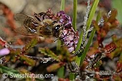 Honigbiene (Apis mellifera) an Besenheide (Calluna vulgaris) (C176289) Honigbiene (Apis mellifera) an Besenheide (Calluna vulgaris) (C176289)