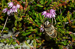 Mistbiene (Eristalis tenax) an Besenheide (Calluna vulgaris) (C176298) Mistbiene (Eristalis tenax) an Besenheide (Calluna vulgaris) (C176298)