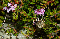 Mistbiene (Eristalis tenax) an Besenheide (Calluna vulgaris) (C176299) Mistbiene (Eristalis tenax) an Besenheide (Calluna vulgaris) (C176299)