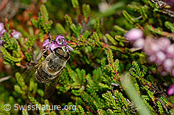 Mistbiene (Eristalis tenax) an Besenheide (Calluna vulgaris) (C176302) Mistbiene (Eristalis tenax) an Besenheide (Calluna vulgaris) (C176302)