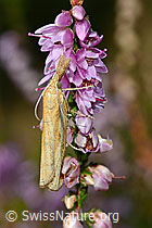 Agriphila tristella an Besenheide (Calluna vulgaris) (28.08.2020, C176309)