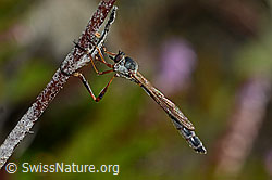 Wald-Schlankfliege (Leptogaster guttiventris) (28.08.2020, C176335)