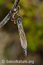 Wald-Schlankfliege (Leptogaster guttiventris) (28.08.2020, C176341)