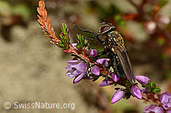 Graugelbe Polsterfliege (Pollenia rudis) auf Besenheide (Calluna vulgaris) (C176352) Graugelbe Polsterfliege (Pollenia rudis) auf Besenheide (Calluna vulgaris) (C176352)