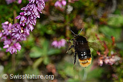 Steinhummel (Bombus lapidarius) an Besenheide (Calluna vulgaris) (28.08.2020, C176378)