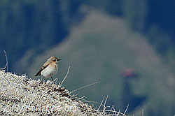 Steinschmätzer (Oenanthe oenanthe) (28.05.2021, C189847)